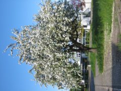 pic1209918911.jpg